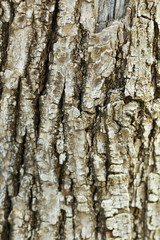 Old tree texture background