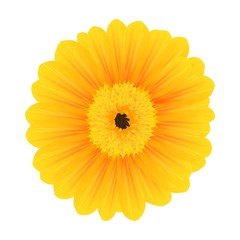 Vector Illustration of a Beautiful Yellow Flower