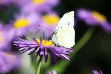 Beautiful spring flowers with butterfly in the garden