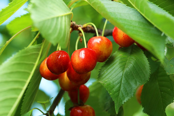 Sweet cherries hanging on a tree branch, outdoors