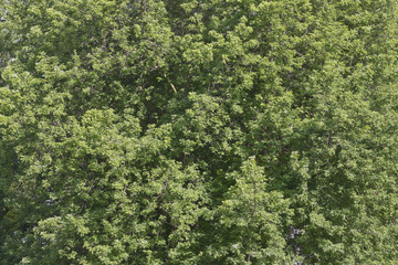 tree foliage background