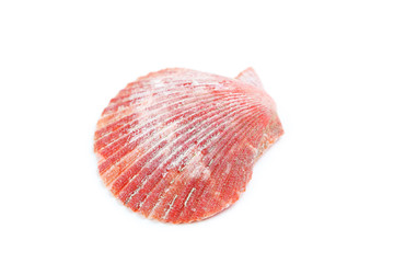 Sea shell isolated on a white