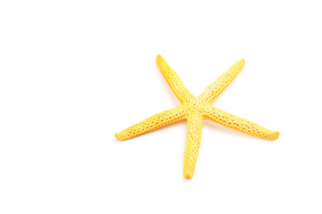 Fototapeta na wymiar Starfish isolated on a white
