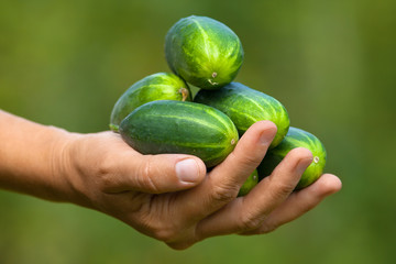 cucumbers in  women hand