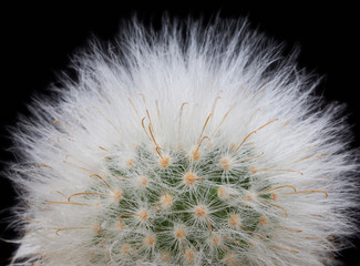 Cactus. Mammillaria bocasana f.multilanata