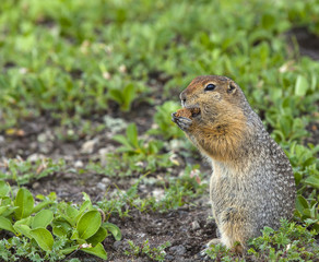 The American gopher on Kamchatka at a volcano foot