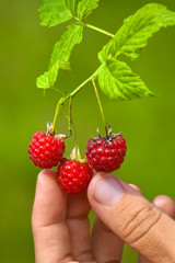 hand with raspberries