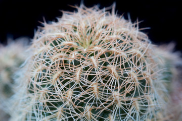 Cactus. Sulcorebutia crispata