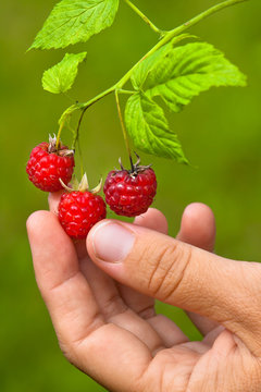 hand with raspberries, closeup