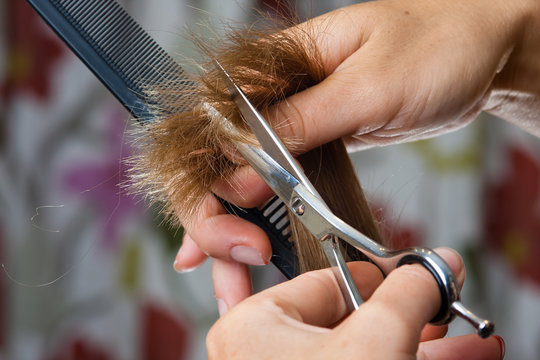hands of hairdresser trimming hair with scissors