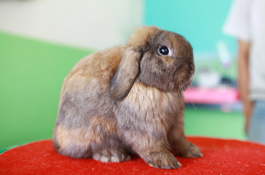 Brown Holland Lop Rabbit