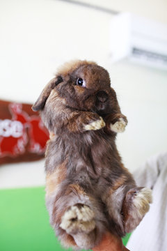 Brown Holland Lop Rabbit In Hand