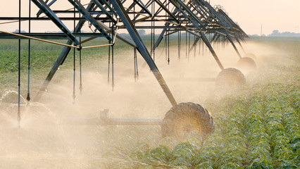 Agriculture, soybean field watering system in sunset