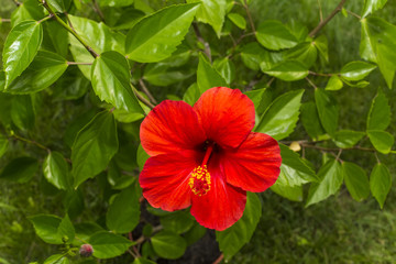 hibiscus red