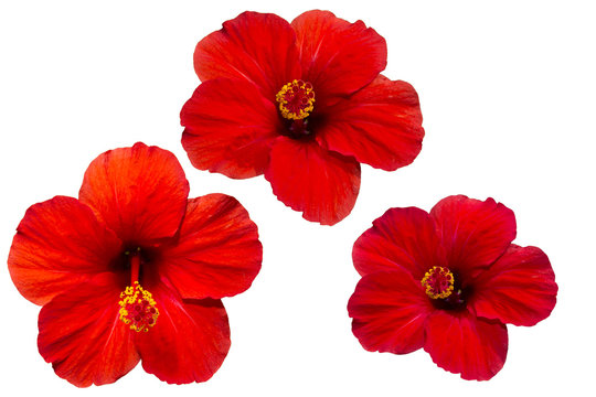 Fototapeta hibiscus red
