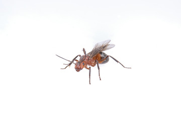 Brown insect on a white background