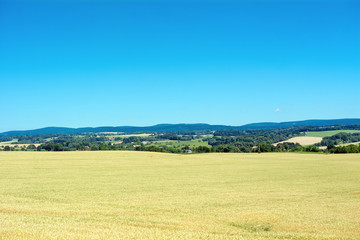 Fototapeta na wymiar Corn field with mountains in the background