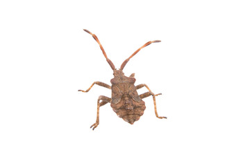 Brown Dock Bug on a white background