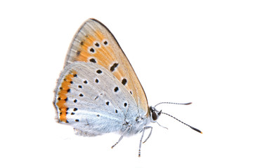 Colored butterfly on a white background