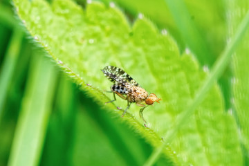 Brown fly on the leaf with blurred green background