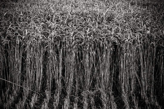 Spikes of ripe wheat on a farmers field. black and white photo. 