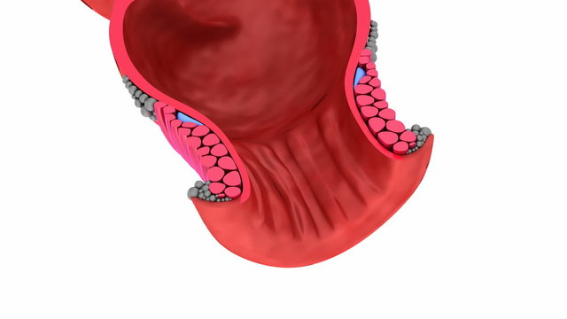 Human rectum, animation. isolated on whitre