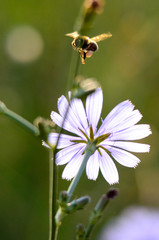 Honey bee fly to flower