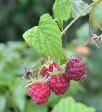 raspberry berries is growing on a branch in a garden