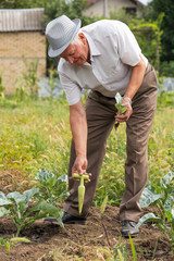 Senior man working at vegetable garden