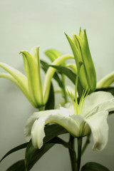 Fototapeta premium blooming white Lily