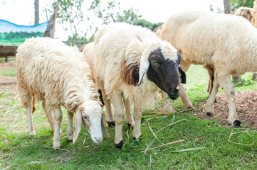Sheep farm