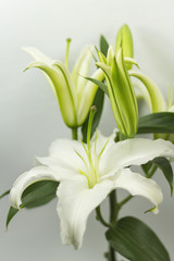 blooming white Lily