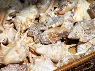 Shells