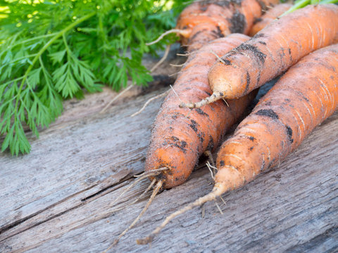 Three carrots dirty with the soil on the gray wooden board