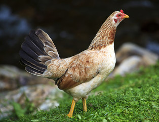 Tan and White Chicken
