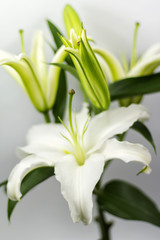 Obraz premium blooming white Lily
