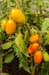 ripened tomatoes on a bed