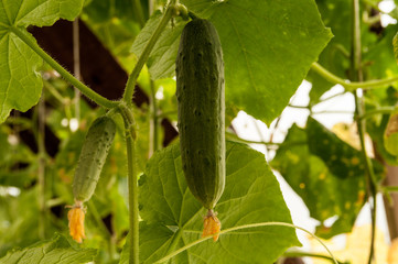 cucumber growing in the garden