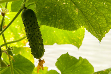 cucumber growing in the garden
