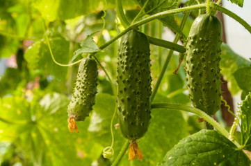 cucumber growing in the garden