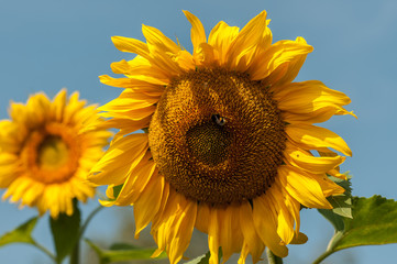 Naklejka premium flower sunflower with bumblebee