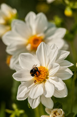 Bumblebee on a white flower