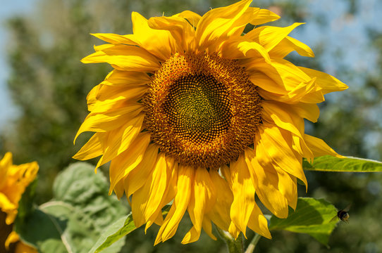 Sunflower flower with a blurred background