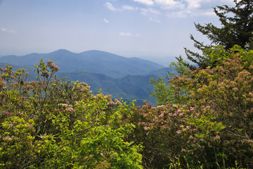 Fototapeta na wymiar NC Craggy Gardens Catawba Rhododendron in Bloom in the Mountains