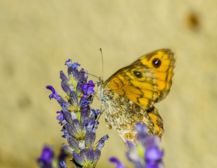 papillon sur lavande
