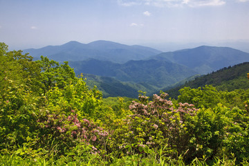 Craggy Gardens Catawba Rhododendron in Late Spring