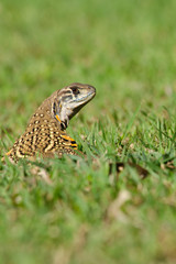 Leiolepis is waiting prey in the garden