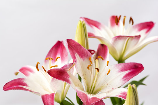 透百合images Browse 2 Stock Photos Vectors And Video Adobe Stock