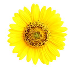 Isolated sunflower closeup.