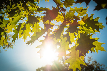 Oak leaves (quercus rubra)